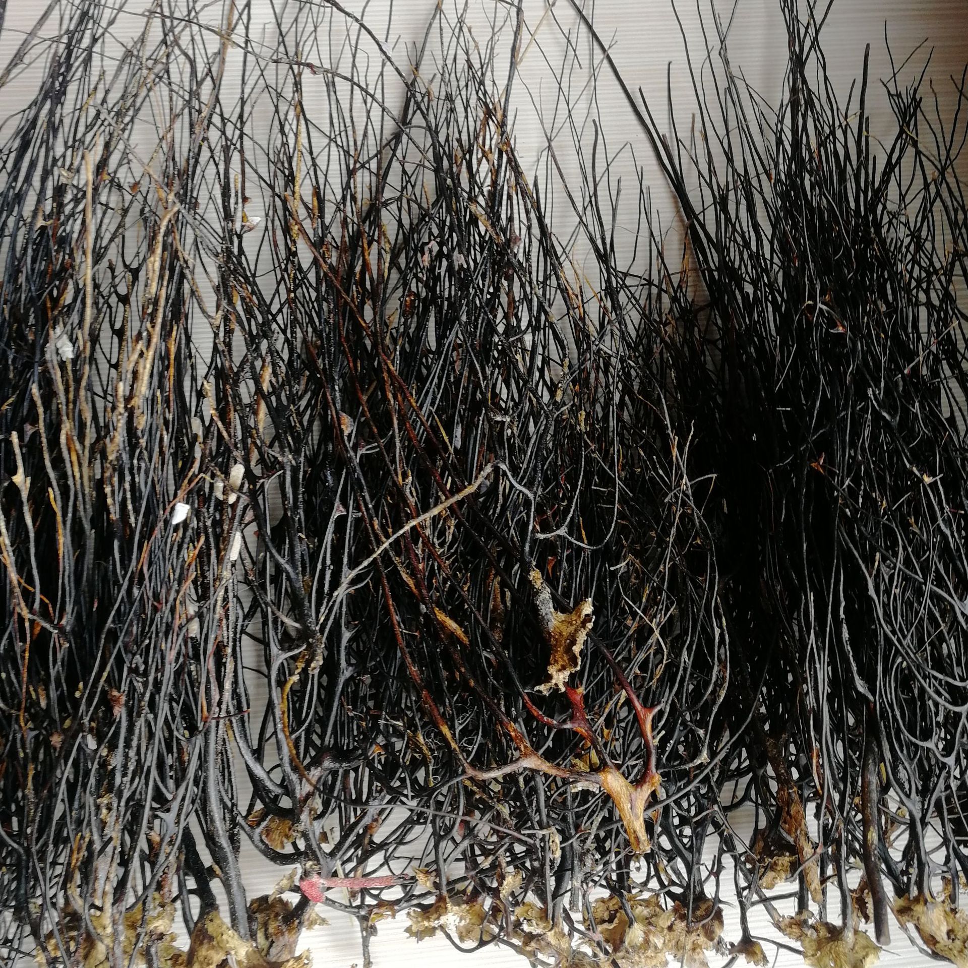 a 有称斤-diy菲律宾 海铁树黑珊瑚草贝壳海螺 鱼缸瓶微景观装饰