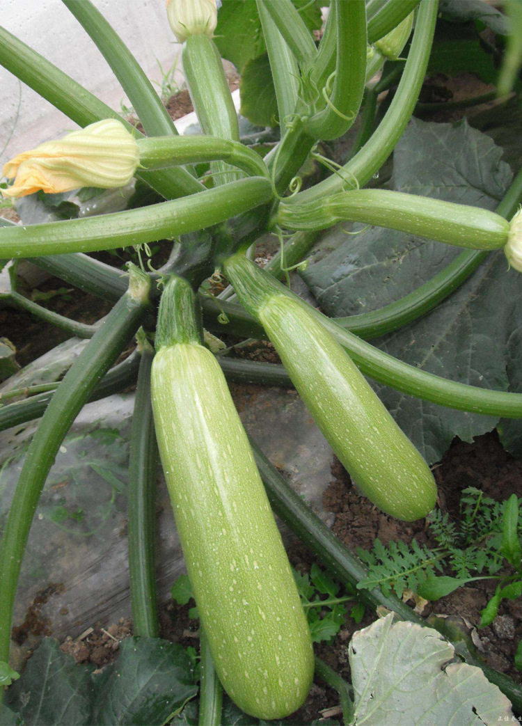 特色观赏基地大田香蕉西葫芦种子黄皮圆西葫芦种籽四季播蔬菜种孑