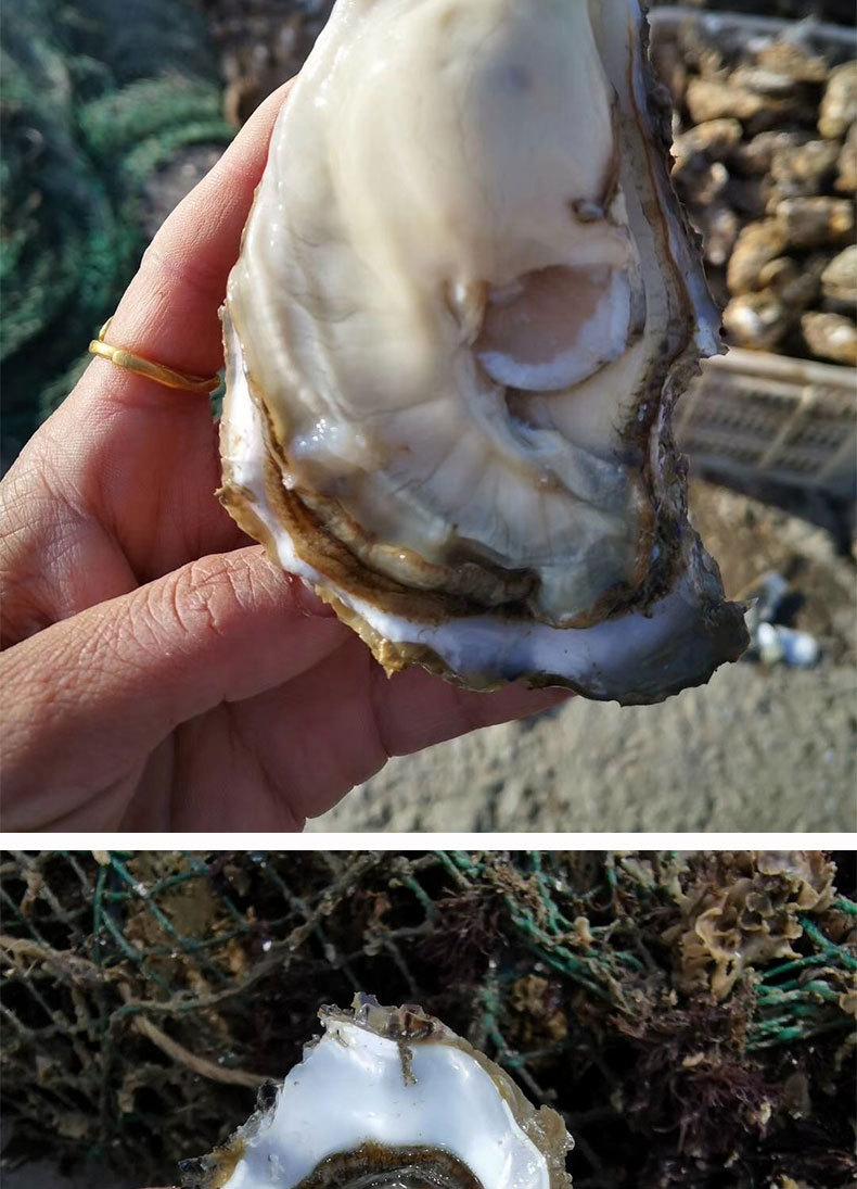生蚝鲜活批发原产地一手货源山东海鲜水产新鲜生蚝肉牡蛎
