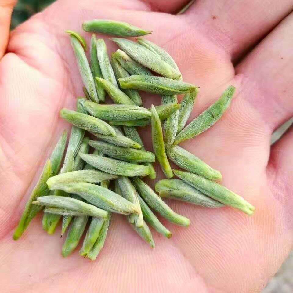 湄潭翠芽新茶独芽2020新茶炒青工艺绿茶浓香型陶瓷装500g