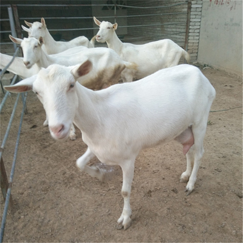 优质奶山羊 怀孕萨能奶山羊成年孕羊 高产奶山羊养殖奶羊羊羔