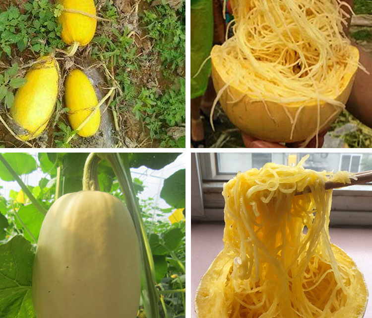 金丝绞瓜种子 农田菜园无蔓早熟味清香粉丝金丝搅瓜蔬菜籽批发