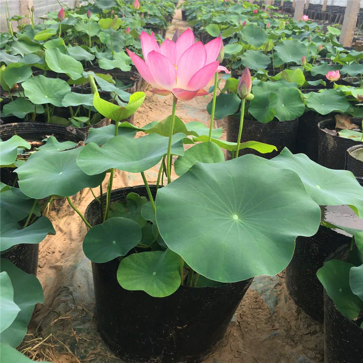 荷花 基地直供 四季水养观赏花水芙蓉 批发水生植物重瓣荷花