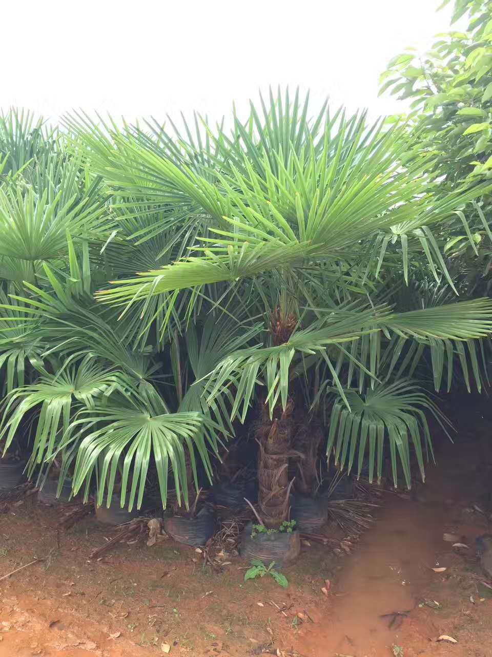 供应棕榈高7米 唐棕 拼棕5米 中国扇棕 小棕树8米 山棕12cm