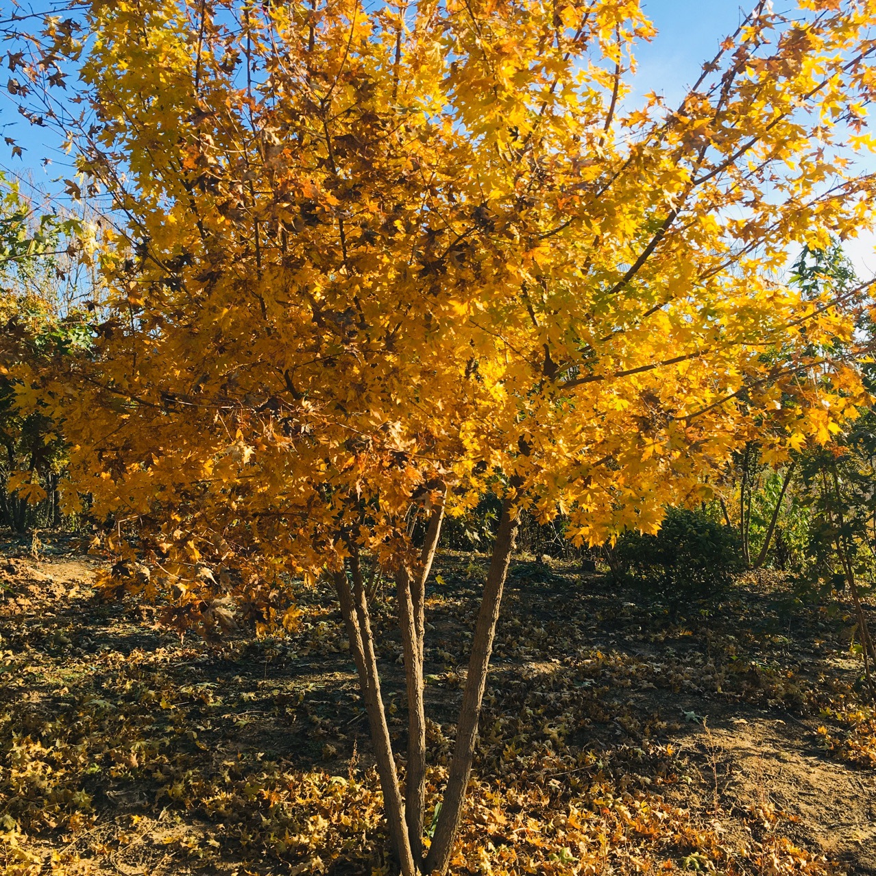 东北丛生五角枫 元宝枫 单杆枫树 大苗小苗价格优惠
