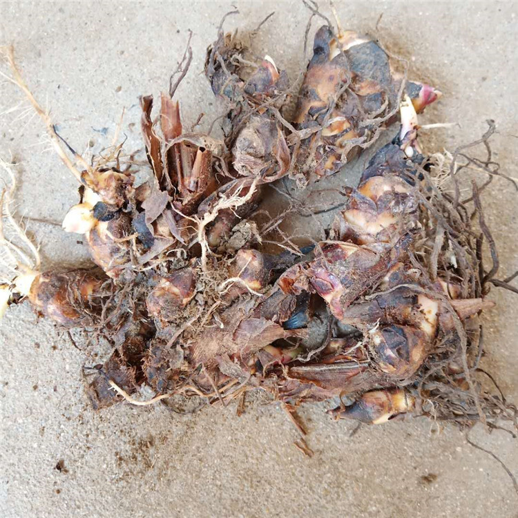 哪里有卖矮生美人蕉 美人蕉种根 美人蕉价格