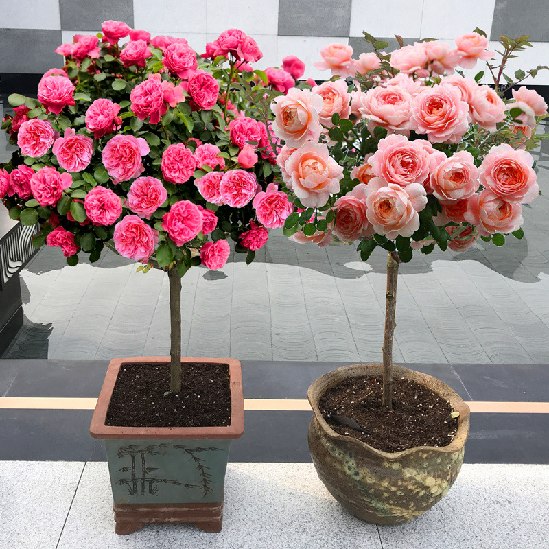 树状月季花木-树状月季花木厂家,品牌,图片,热帖-阿里巴巴