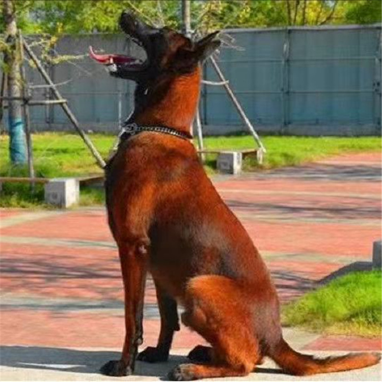 纯种爆红马犬黄马犬黑马犬价格马犬怎么训练幼犬活体疫苗驱虫已做