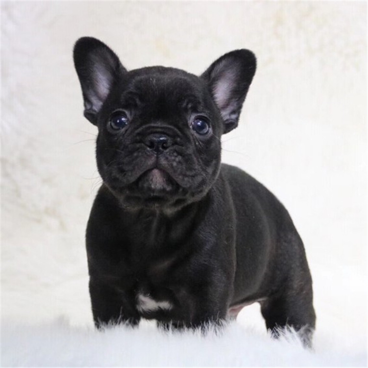 0成交0条法国斗牛犬幼犬纯活体蓝牛奶油黑白色法斗活体小型家养宠物