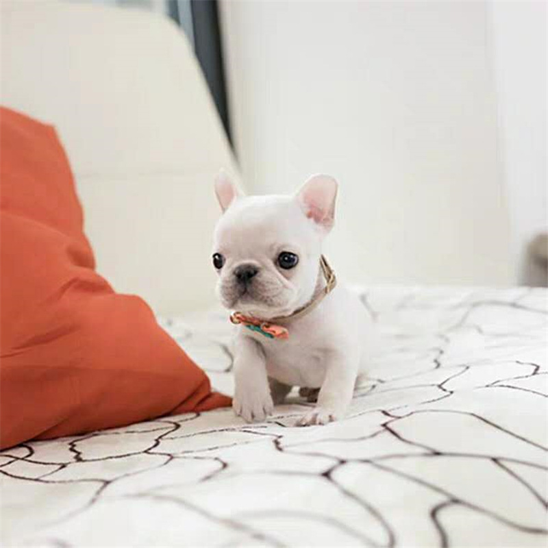 小斗牛犬幼犬