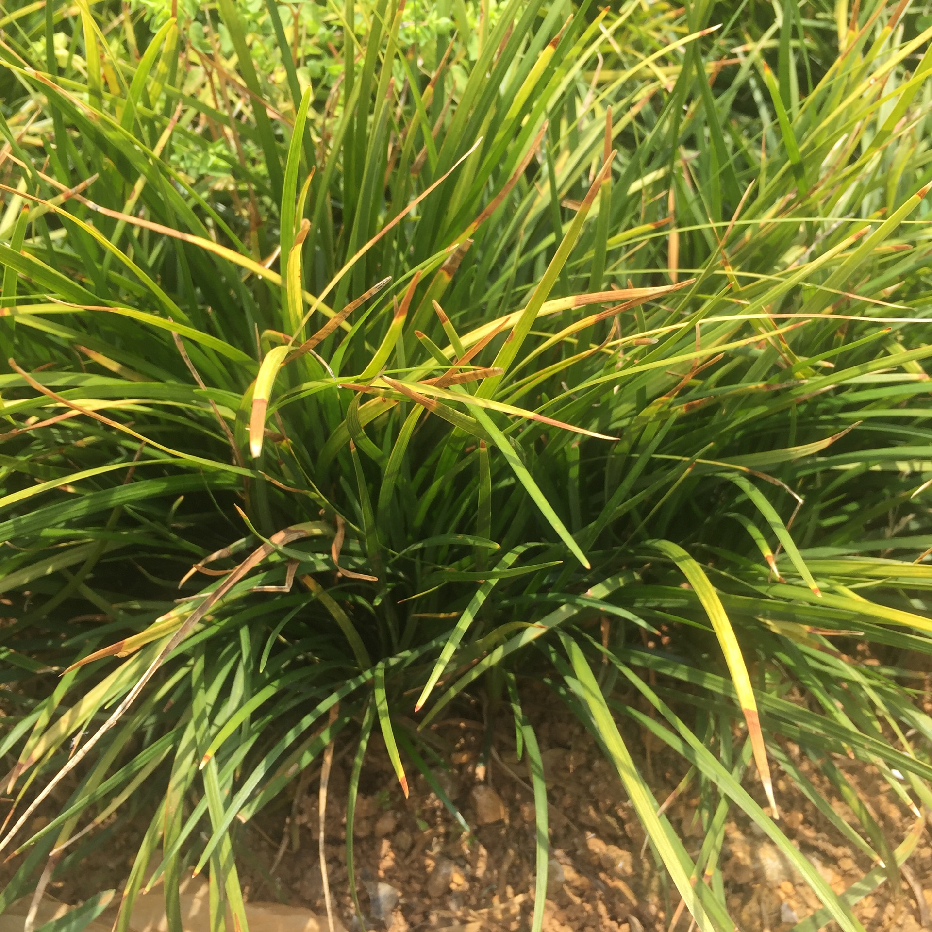 麦冬草 四季常青地被植物耐践踏耐冻草坪 云南基地直销细叶麦冬草