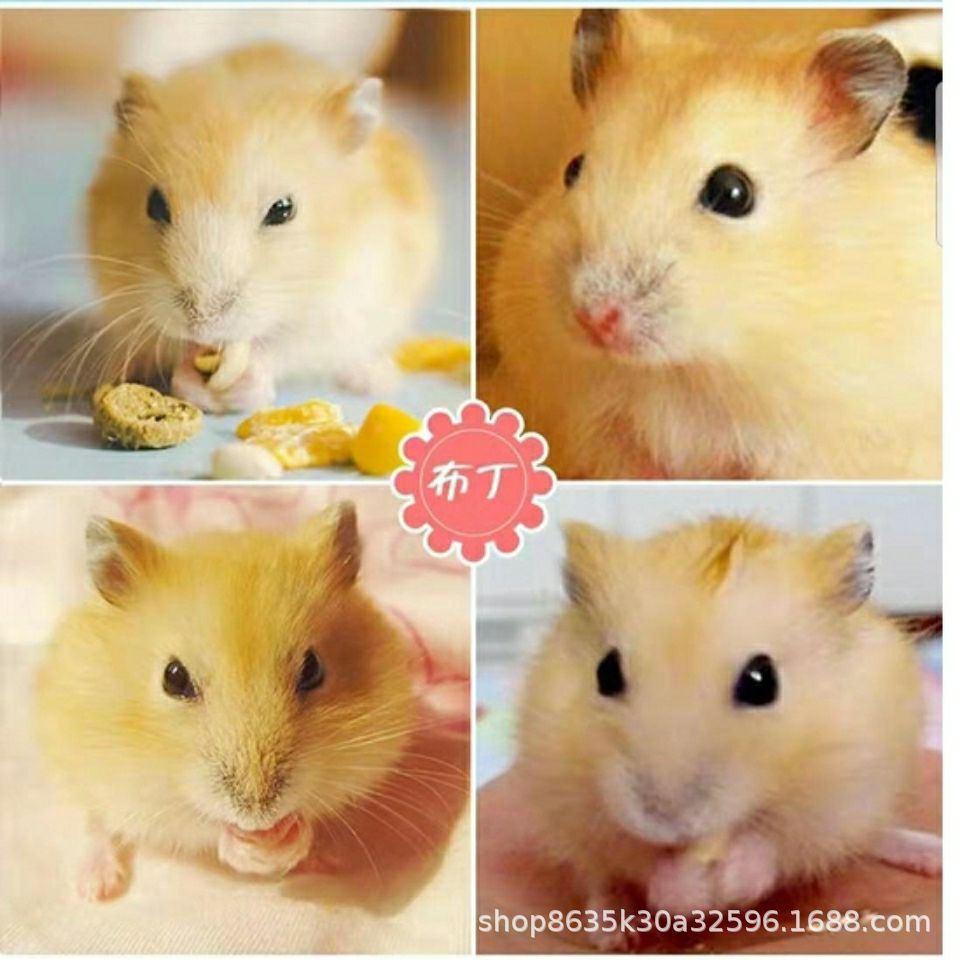 人工养殖仓鼠活物混发银狐布丁仓鼠宝宝批发包活健康银狐布丁批发