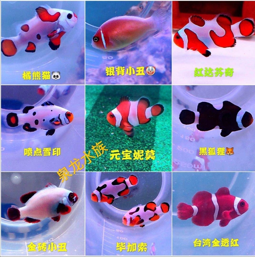 咸水鱼活物宠物活鱼人工小丑鱼黑背心热带观赏鱼公子活体海水鱼