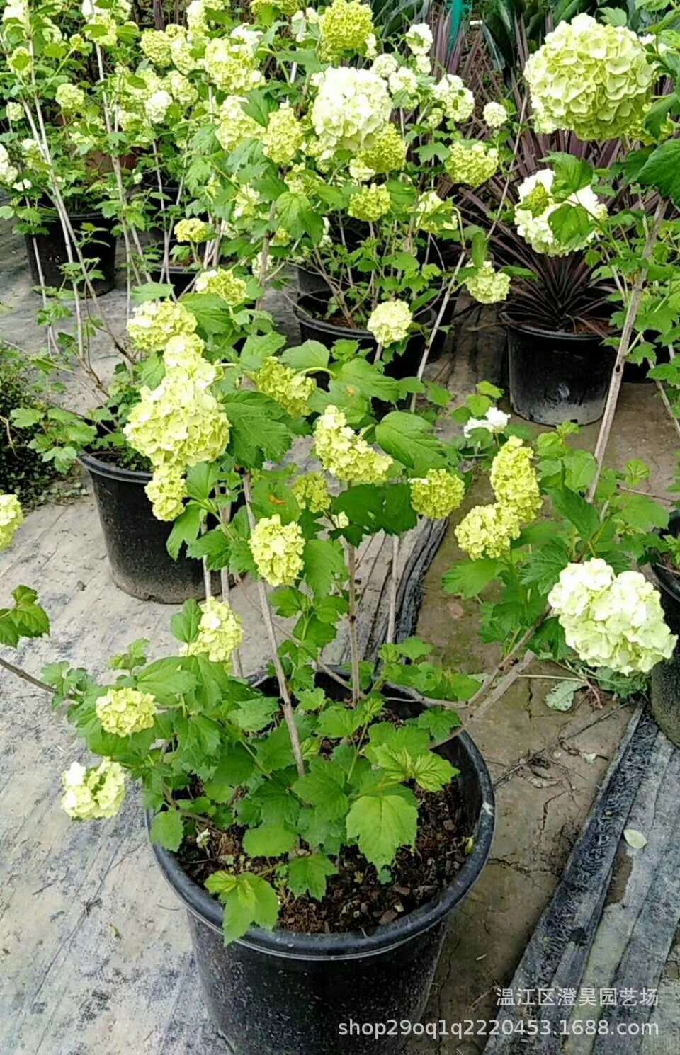 成都精品苗木 欧洲木绣球 产地直销 质量保证 品种齐全 一站购买