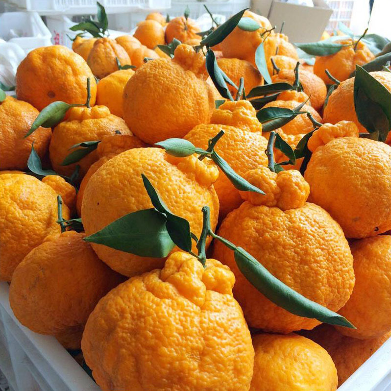 【寒冷地区专拍】四川蒲江不知火丑橘新鲜水果大桔子9斤一件代发