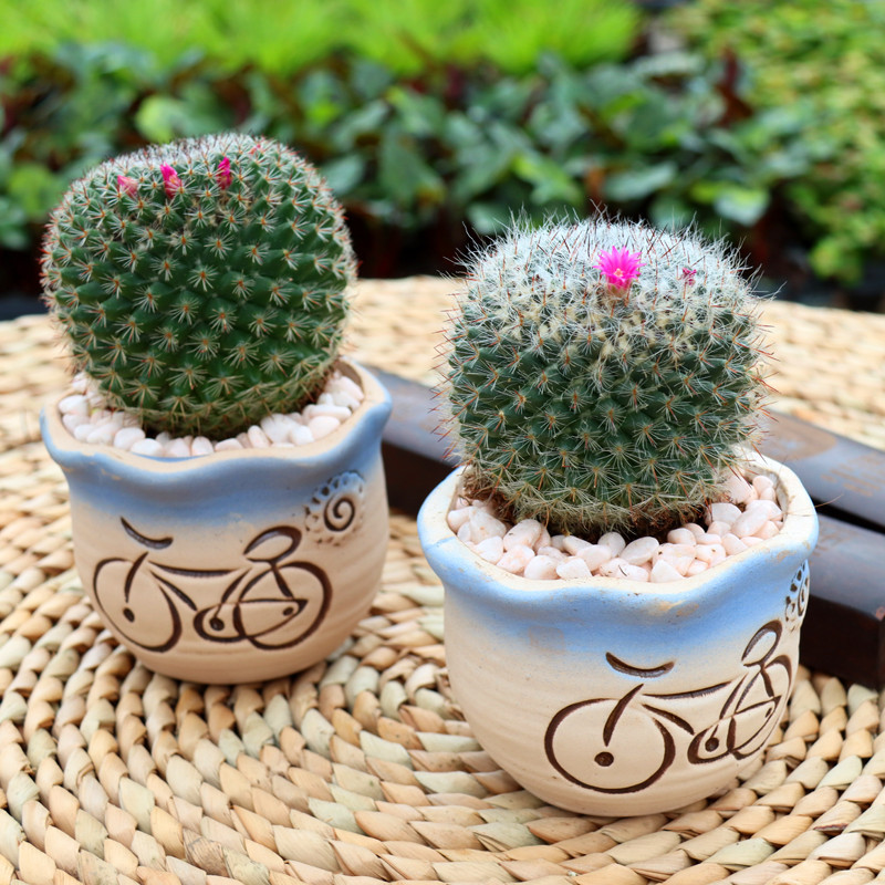 创景多肉办公球玉翁家居仙人室内防辐射净化空气吸p1xr01玉翁带含