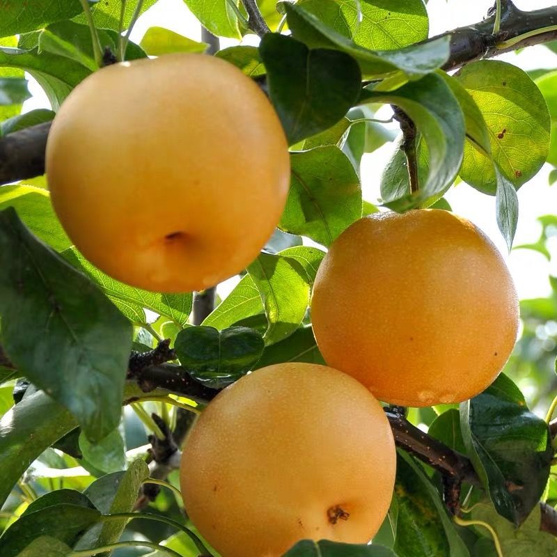 一件代发山东莱阳丰水梨 黄花梨子 水果梨子 新鲜冰糖脆甜雪梨