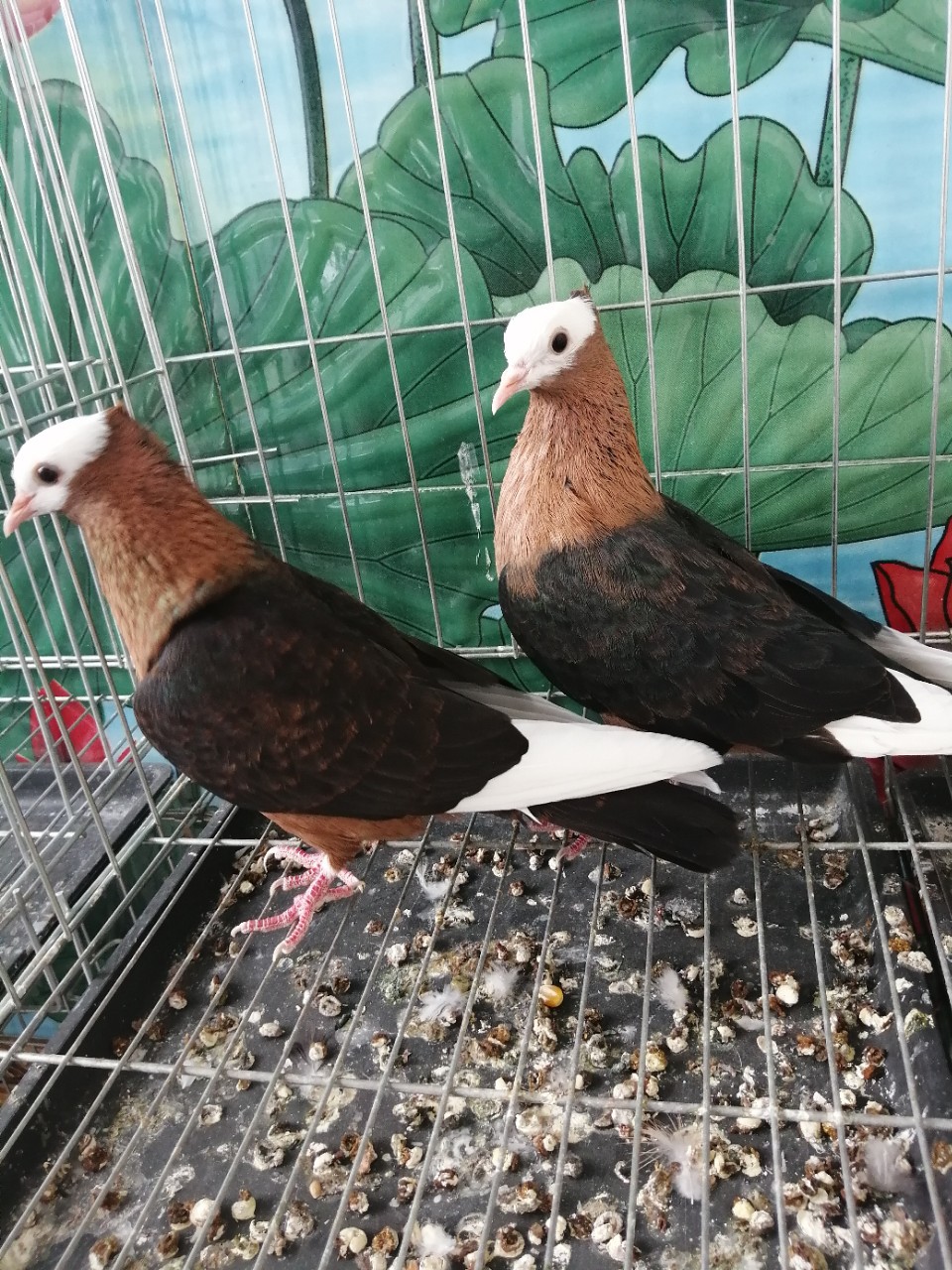 踩背鸽,孝头天使鸽,拉赫尔鸽,大体元宝鸽