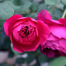 藤本月季玫瑰墙薇花苗爬藤大花浓香花卉盆栽四季开花不断庭院植物