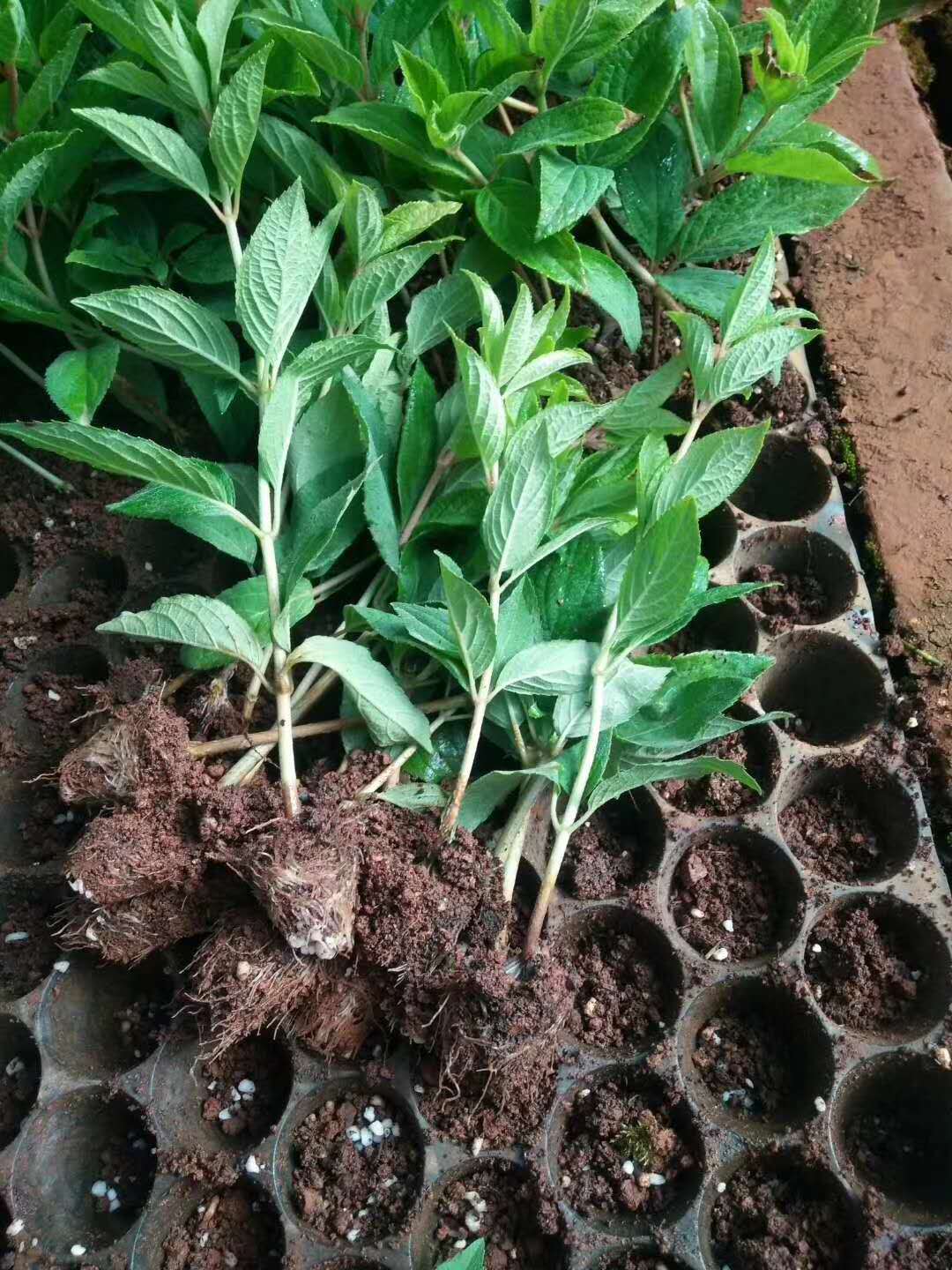 云南批发木绣球扦插小苗绣球八仙花 大花木绣球 大花水亚木工程苗