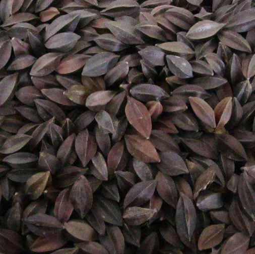 使君子中药材批发使君子仁留求子史君子