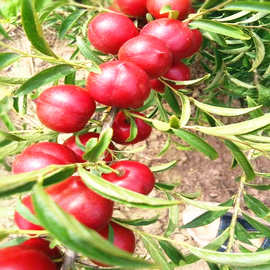 供应钙果苗欧李苗