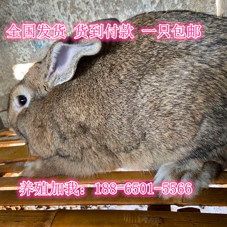 0成交100只菏泽市牡丹区精诚养殖场山东精诚养殖场|6年 |主营产品:牛