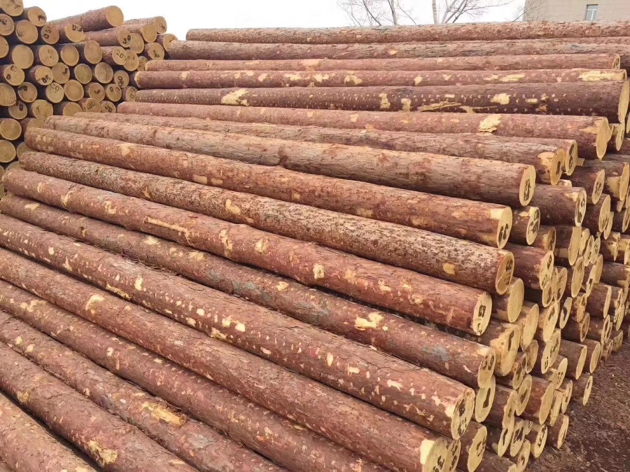 落叶松 松木桩 打桩 公园打桩 13693109768