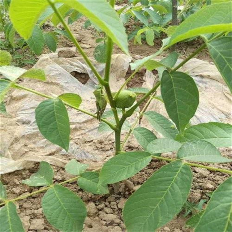 南北方种植核桃树苗文玩核桃苗价格适合地栽盆栽庭院种植量大从优