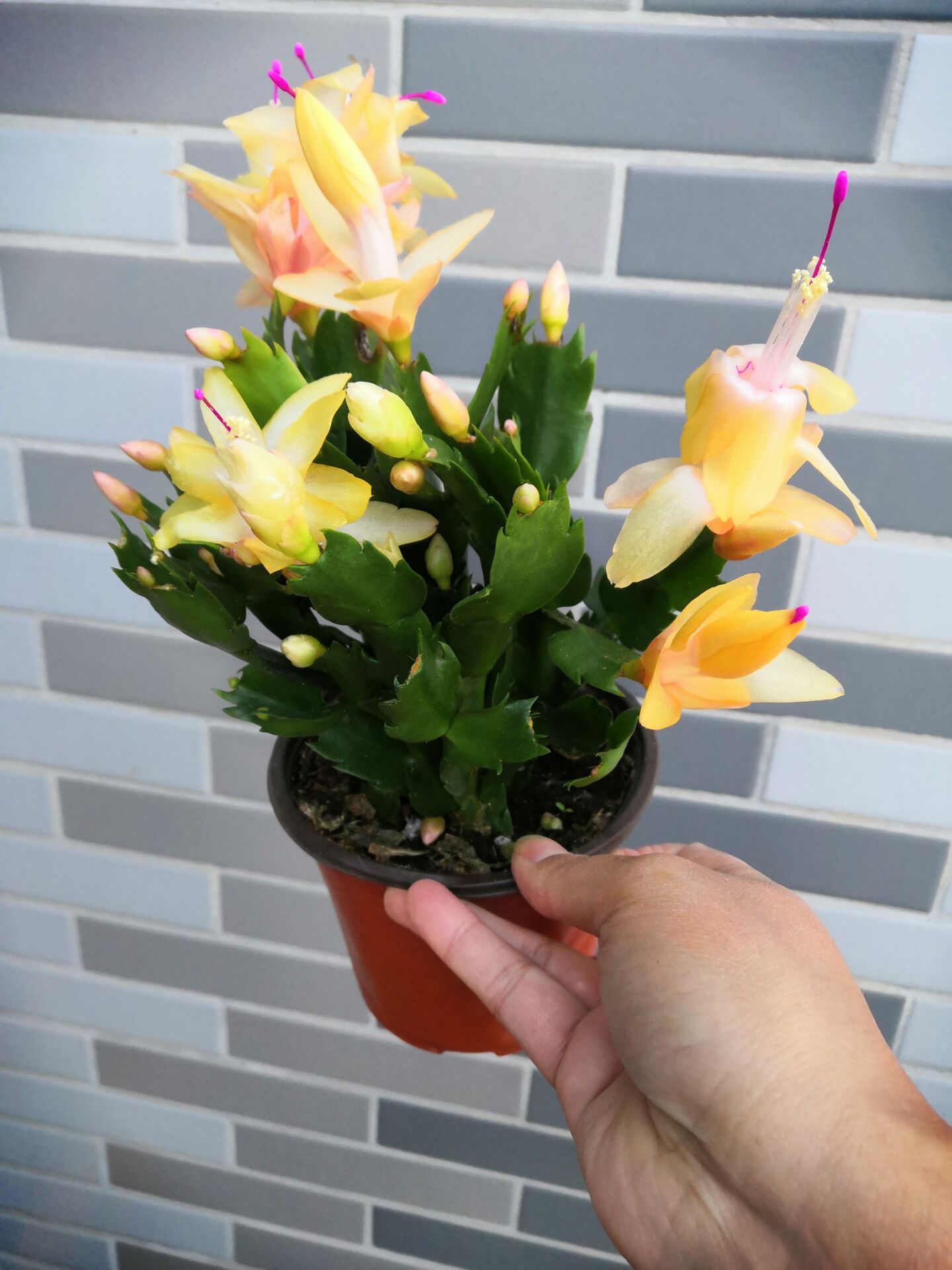 蟹爪兰带花苞白色