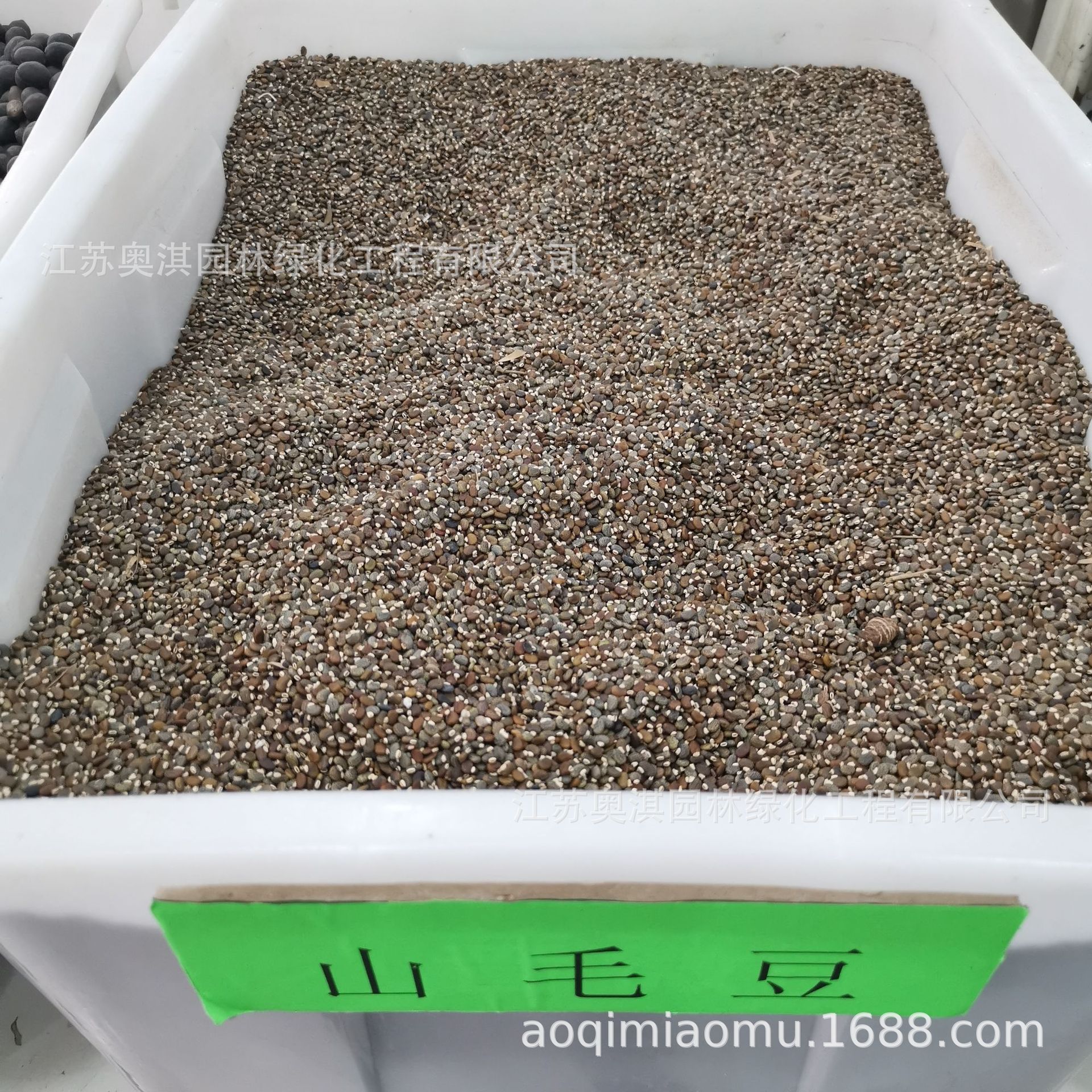 山毛豆种子白灰毛豆绿化林木种子高速护坡量大优惠货到付款