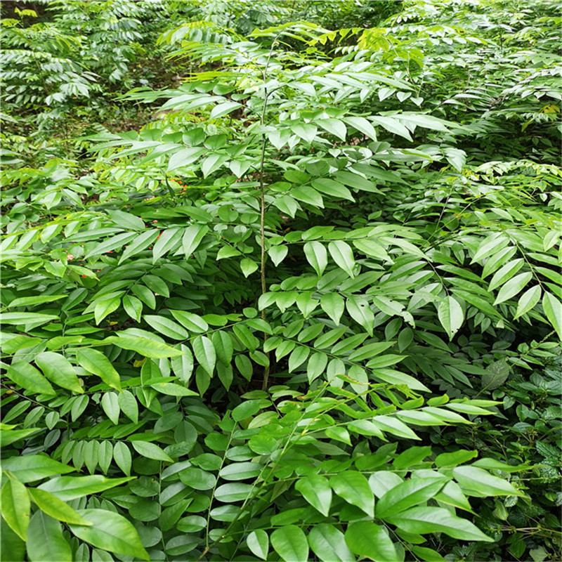 海南黄花梨树树苗