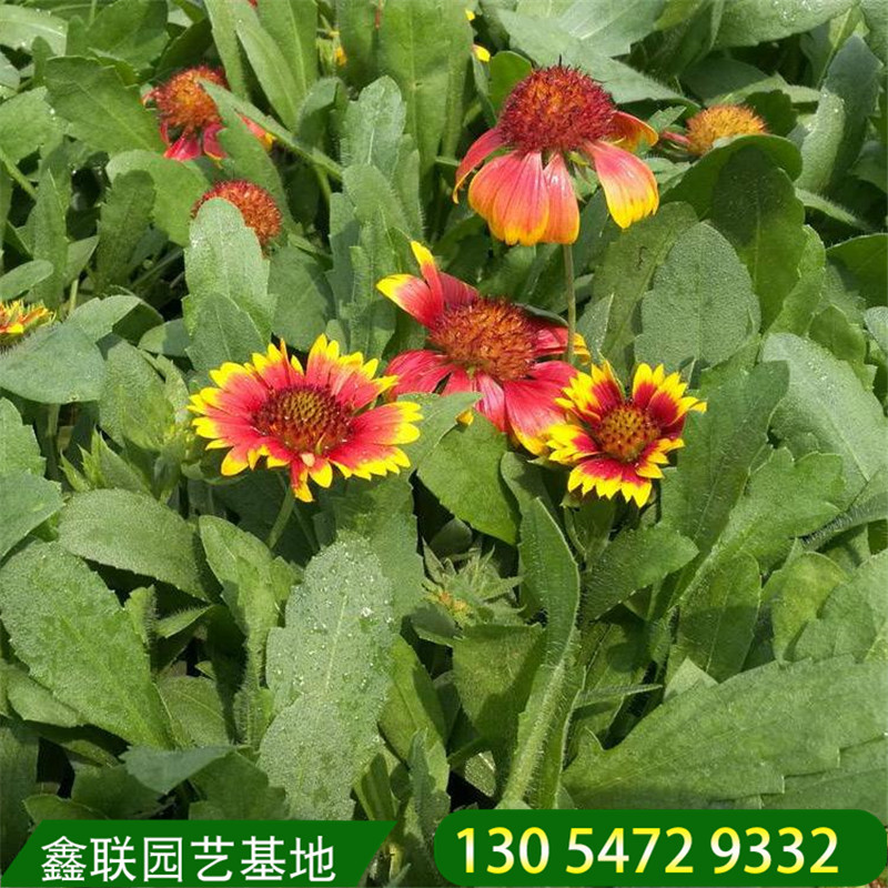 天人菊耐旱美化植物 虎皮菊宿根花卉 基地天人菊小苗