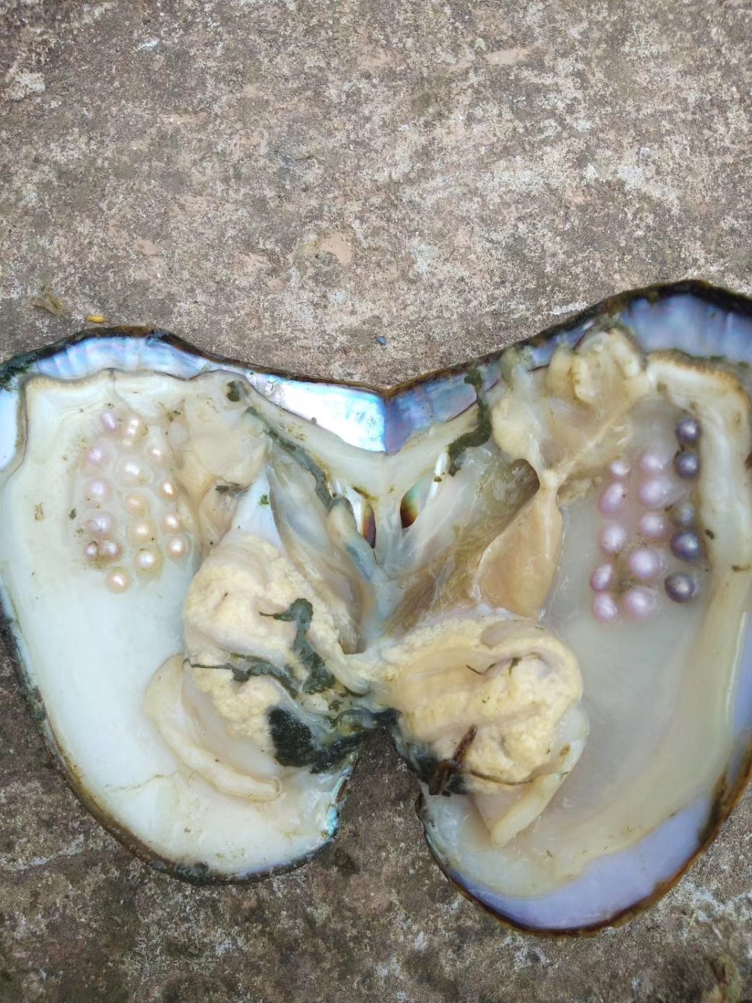 多珠三角蚌活体景区观光旅游家庭水池养殖珍珠大蚌青年蚌活蚌