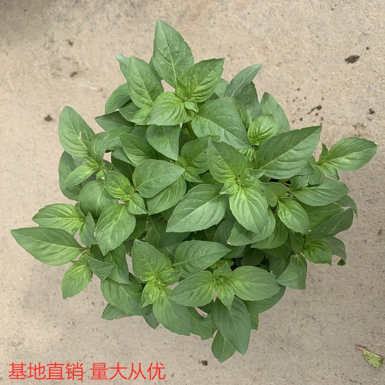 批发 九层塔苗罗勒叶新鲜盆栽金不换植物