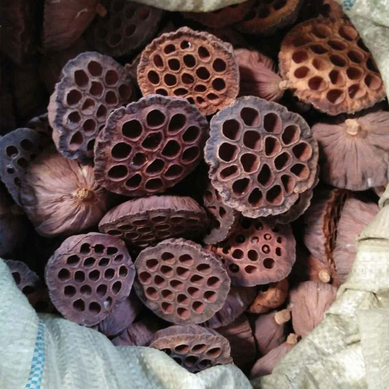 大莲蓬干花 莲蓬壳 天然干莲子批发