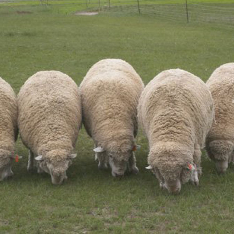 供应高山细毛羊天祝高山育肥羊产地现货羊羔子 绵羊养殖批发
