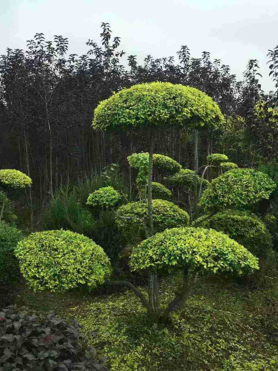 金叶榆造型树红叶李造型树塔柏造型别墅小区门院景观树1米-3.5米