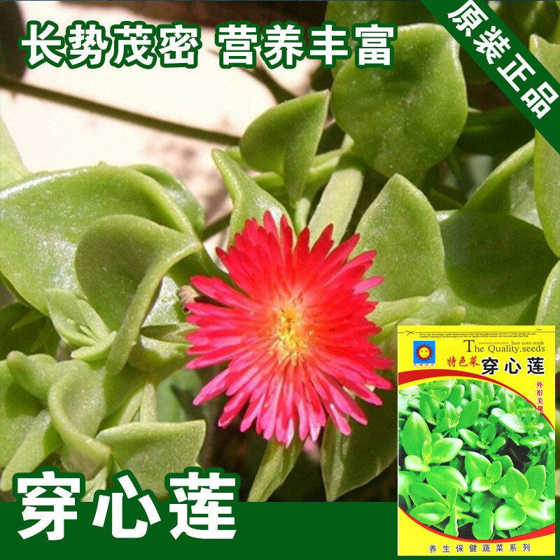 穿心莲种子穿心莲籽蔬菜种子批发菜种菜籽种子公司-阿里巴巴