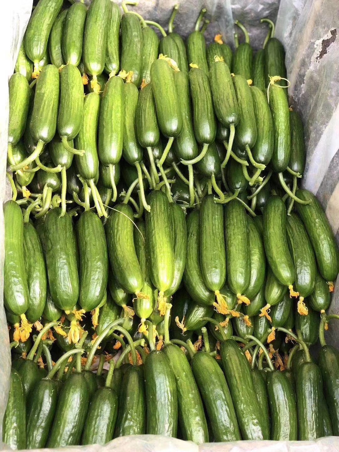 水果黄瓜 山东小绿皮蔬菜黄瓜 肉质鲜嫩 5斤包邮