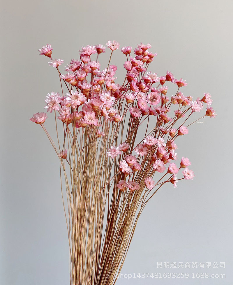 【巴西小星花】星星花浮游花香薰花瓶花材diy材料摄影非常迷你