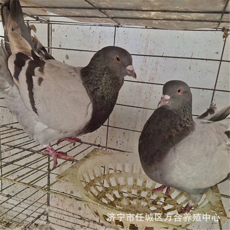 想养肉鸽哪里有卖的  批发价出售白羽王 大型养殖场