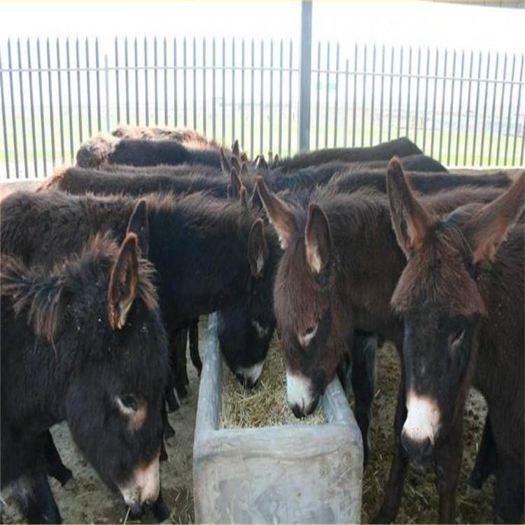 嘉旺牛羊养殖场 供应内蒙驴 批发价格低 肉驴苗价格走势-阿里巴巴