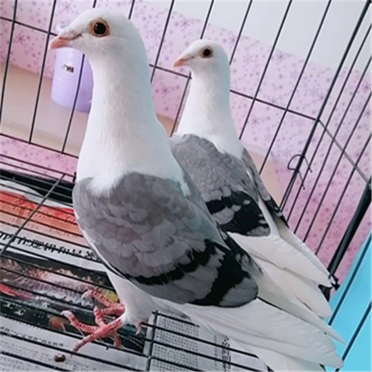 马甲信鸽图片 马甲信鸽有几个颜色 瓦灰马甲信鸽价格