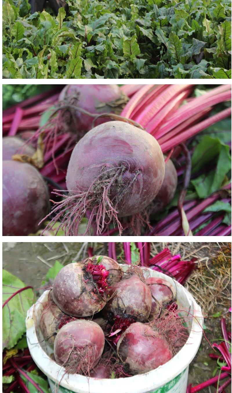 甜菜根新鲜现挖5斤装甜菜头甜菜农家产品蔬菜红根菜头
