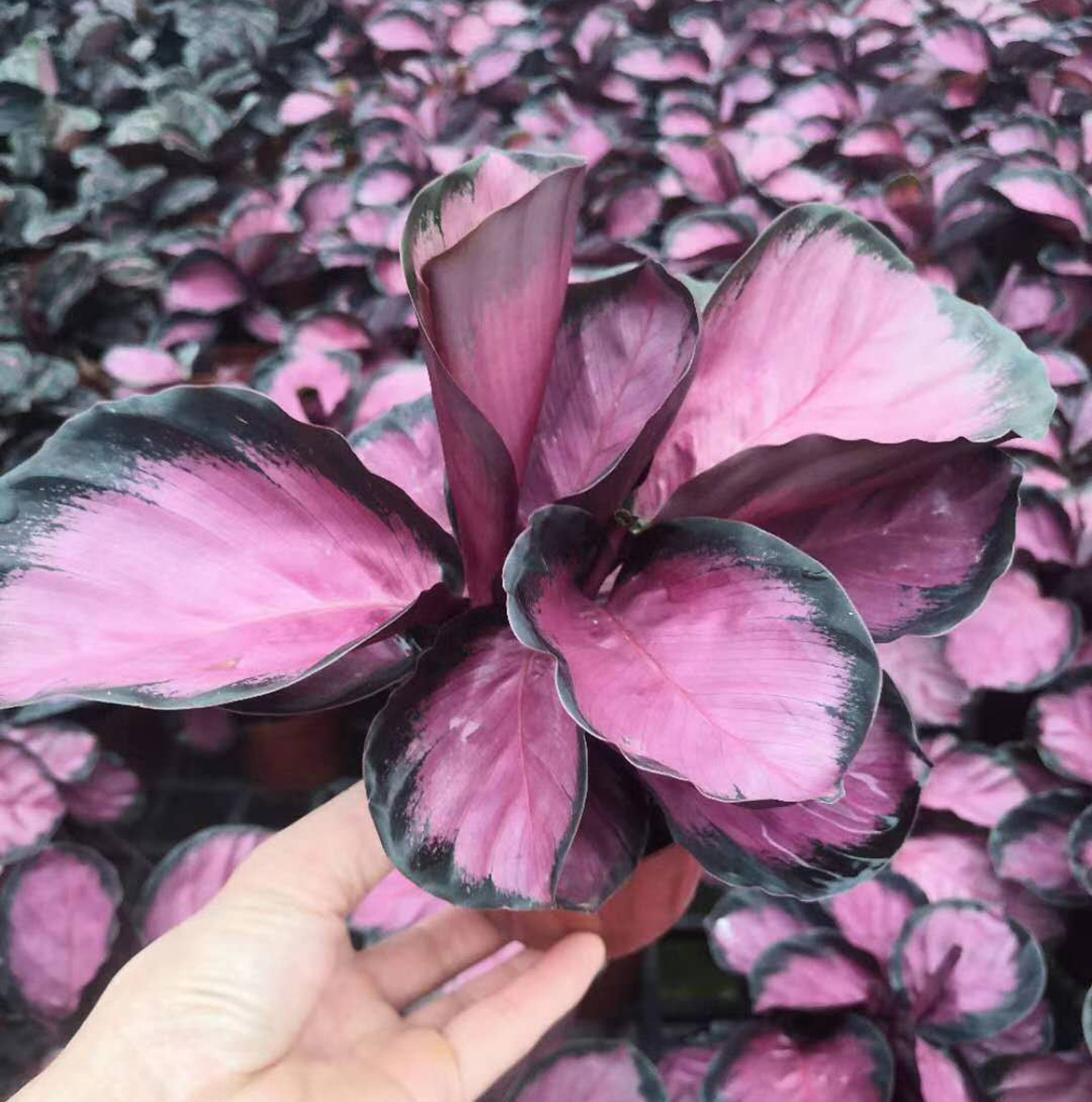 基地直供 观叶植物花卉盆栽 居家花卉植物盆栽 110#彩美丽竹芋