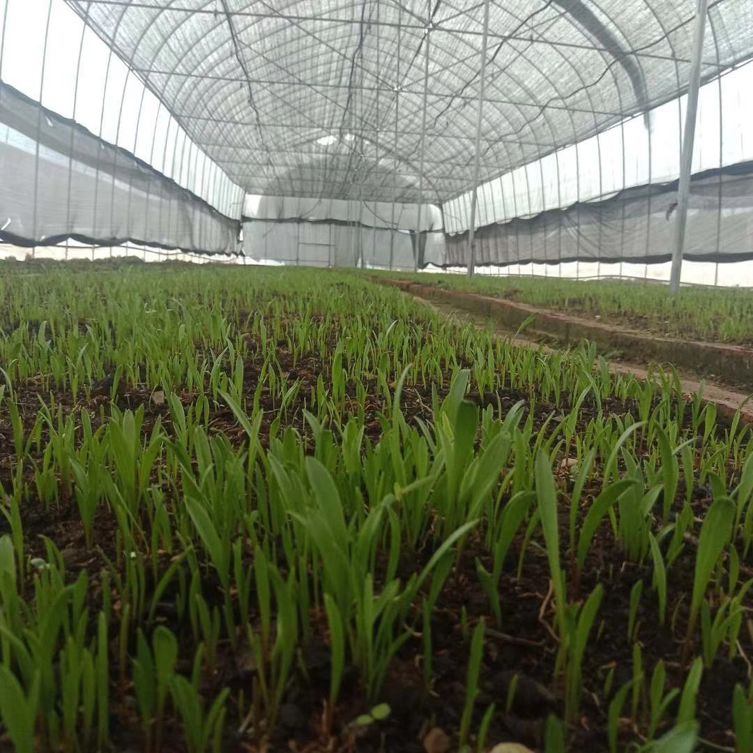 供应批发川贝母苗 各类中药材种子量大从优