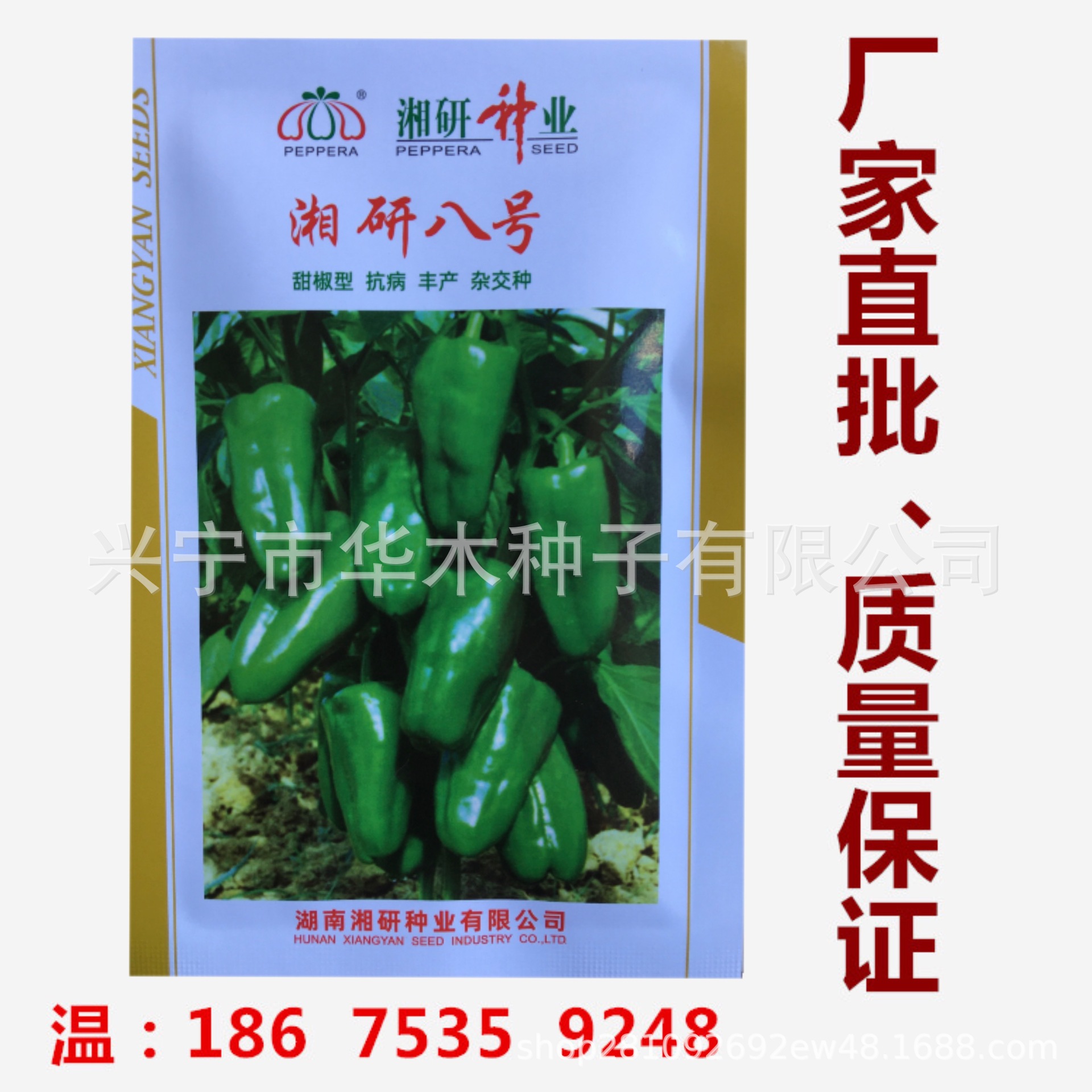 灯笼辣椒种子