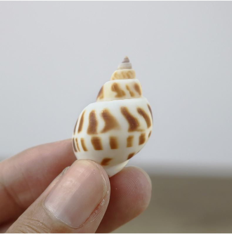 小东风螺花螺500克小海螺创意手工材料漂流瓶鱼缸造景批发一斤装
