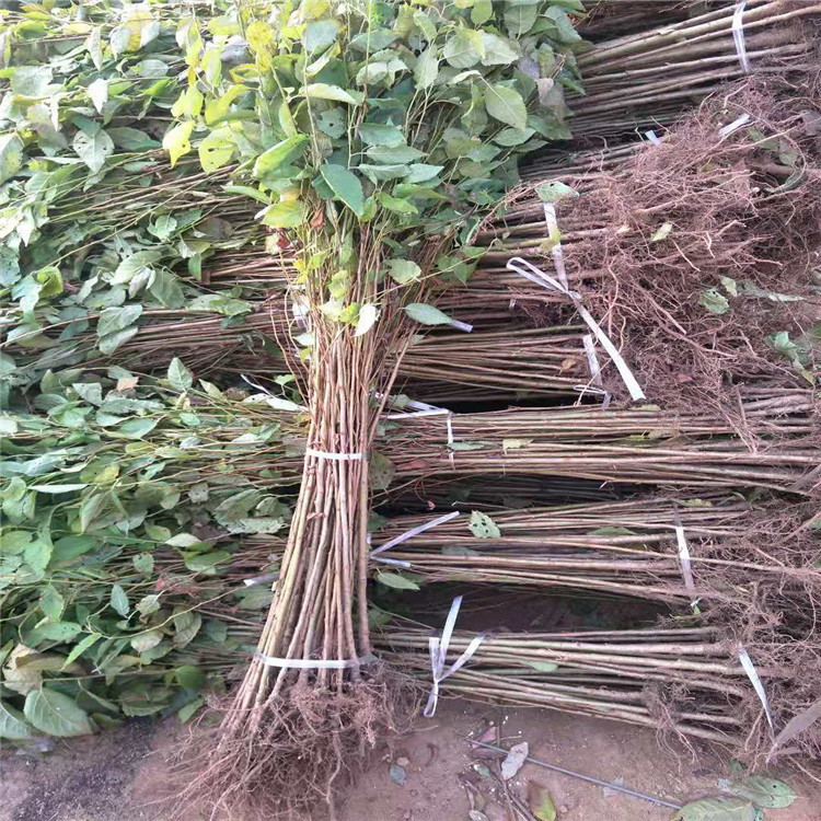 批发樱桃实生苗 嫁接樱桃占木 毛樱 山樱 吉塞拉等樱桃实生苗